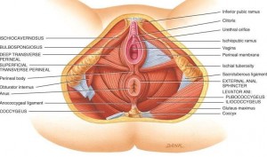 musculos-suelo-pelvico